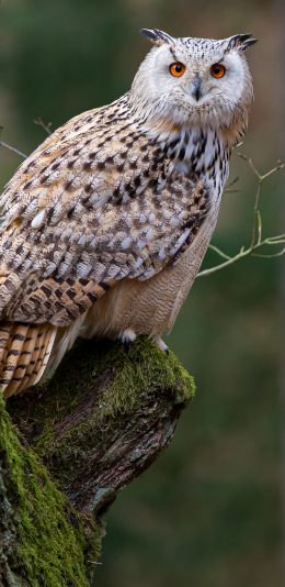 [2436x1125]猫头鹰 树枝 树干 也是 苹果手机壁纸图片