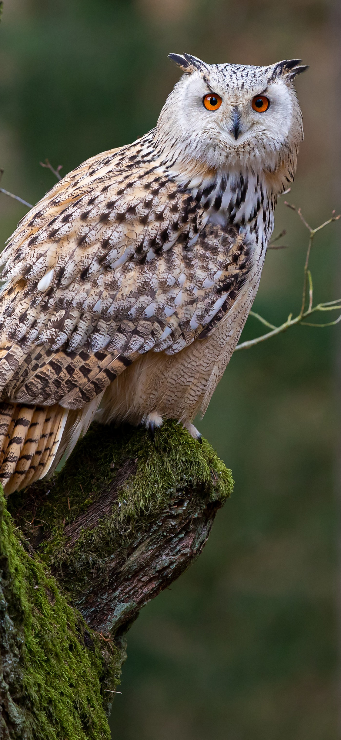 [2436×1125]猫头鹰 树枝 树干 也是 苹果手机壁纸图片