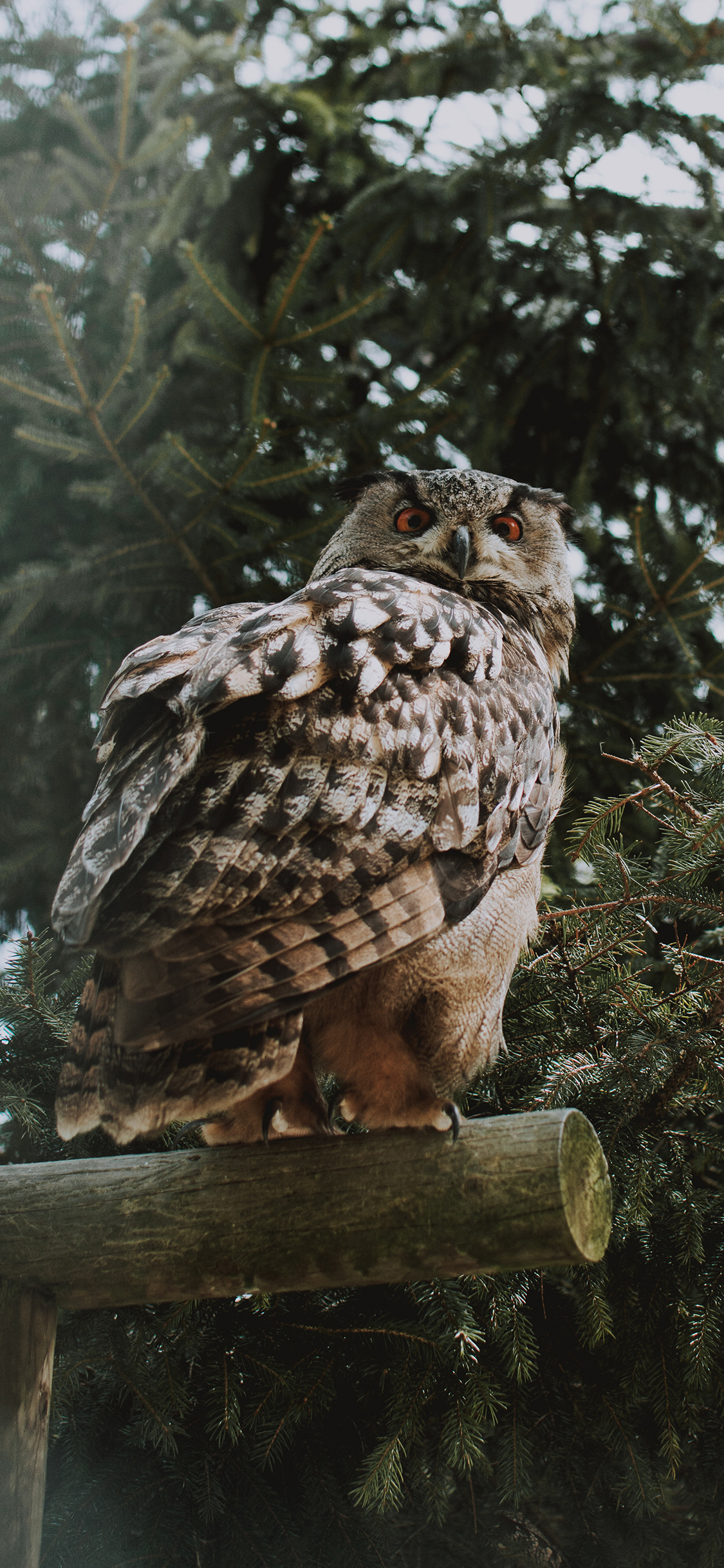 [2436×1125]猫头鹰 树枝 站立 夜视 苹果手机壁纸图片