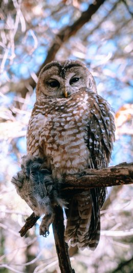 [2436x1125]猫头鹰 树枝 鸟类 夜视 苹果手机壁纸图片