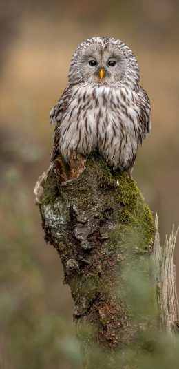 [2436x1125]猫头鹰 树桩 鸟类 夜视 苹果手机壁纸图片