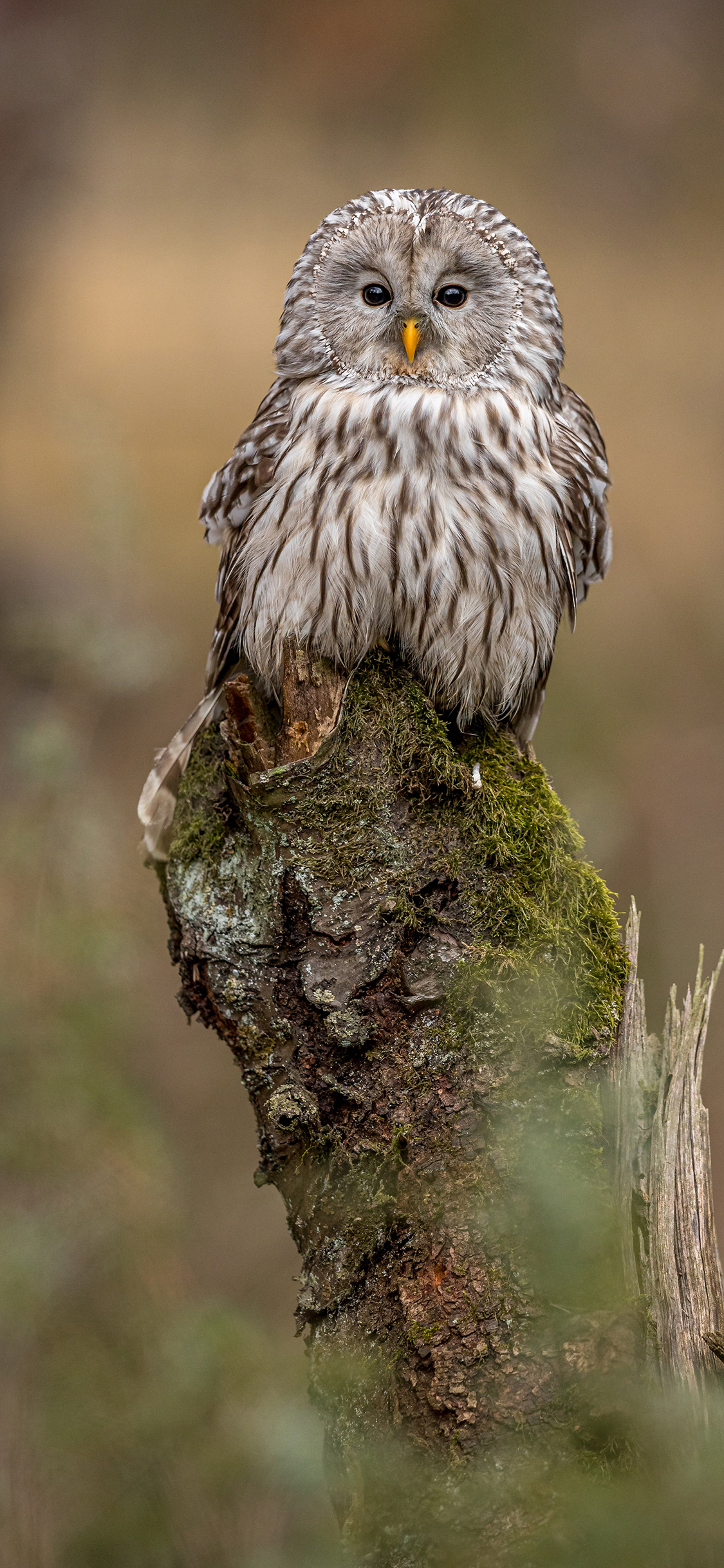 [2436×1125]猫头鹰 树桩 鸟类 夜视 苹果手机壁纸图片