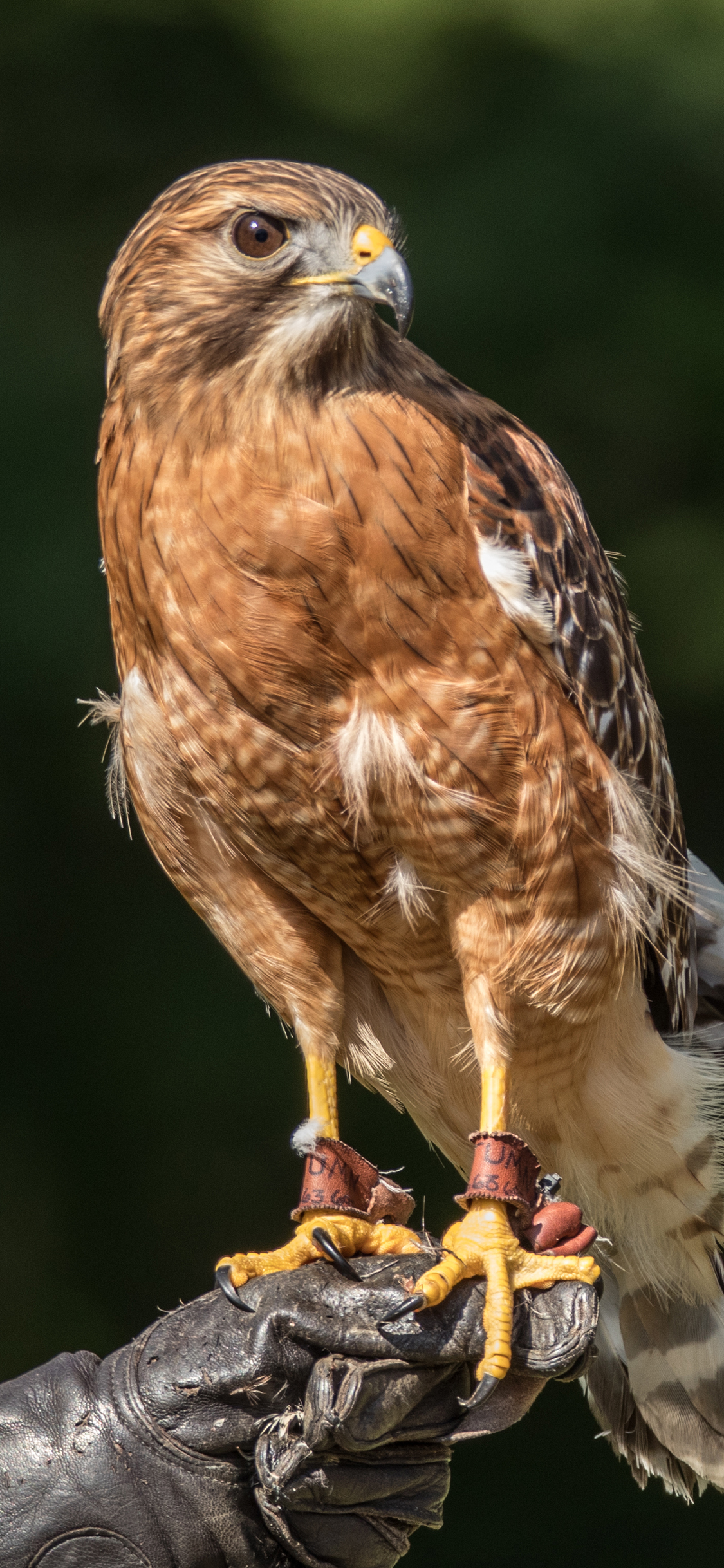 [2436×1125]猫头鹰 猎鹰 脚环 标记 苹果手机壁纸图片