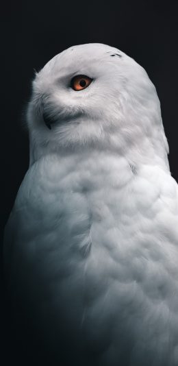 [2436x1125]猫头鹰 白毛 夜视 鸟类 苹果手机壁纸图片