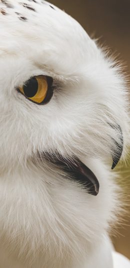 [2436x1125]猫头鹰 眼神 羽毛  鹰嘴 苹果手机壁纸图片