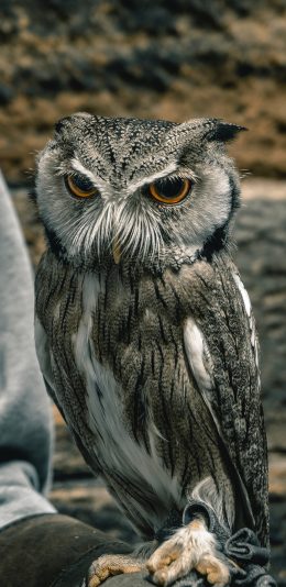 [2436x1125]猫头鹰 站立 夜视 鸟类 苹果手机壁纸图片