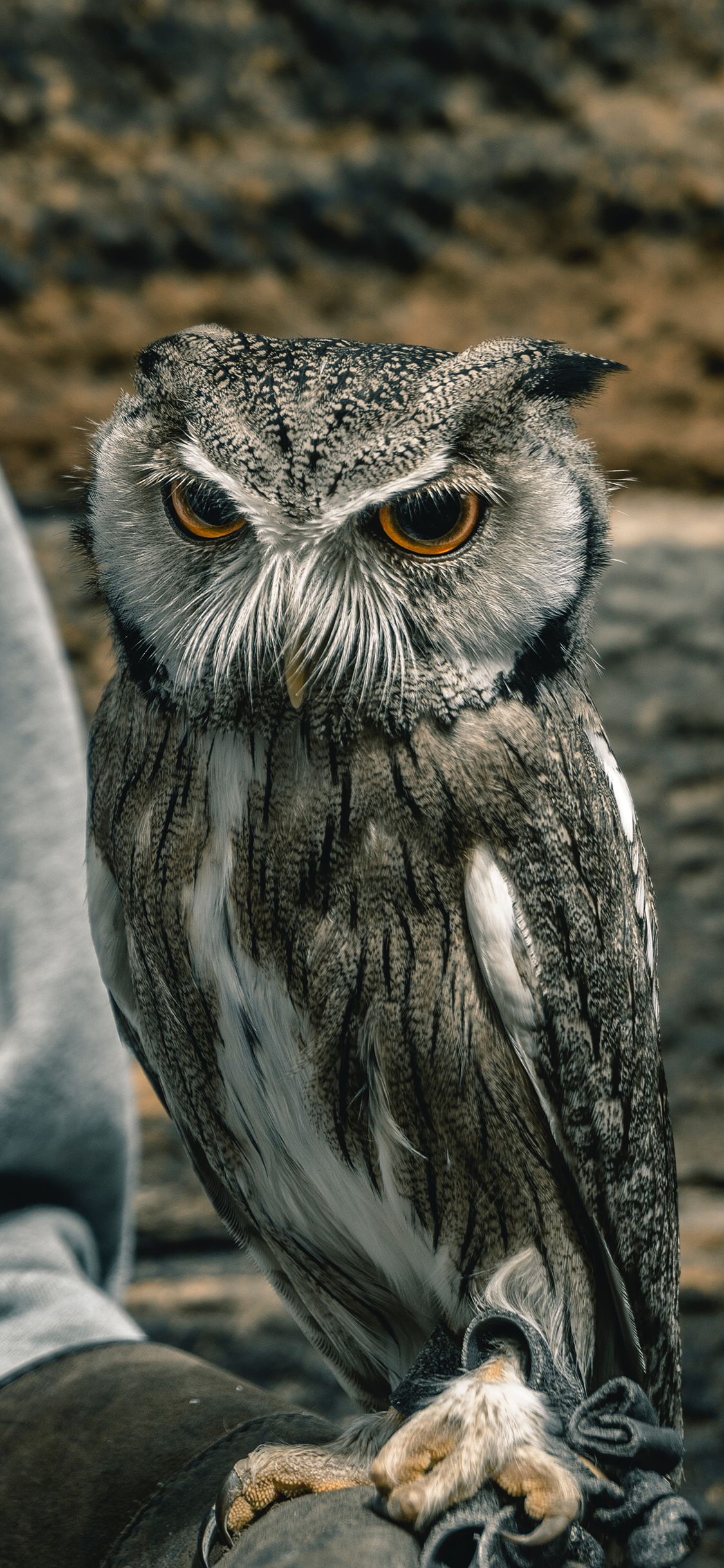 [2436×1125]猫头鹰 站立 夜视 鸟类 苹果手机壁纸图片