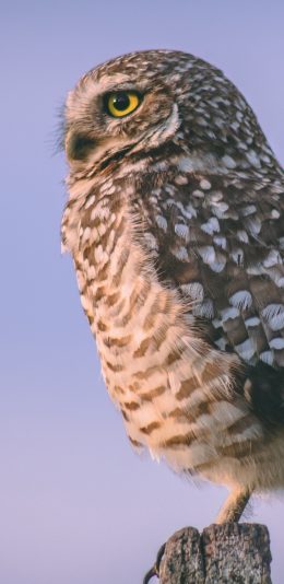 [2436x1125]猫头鹰 站立 羽毛 夜视 苹果手机壁纸图片