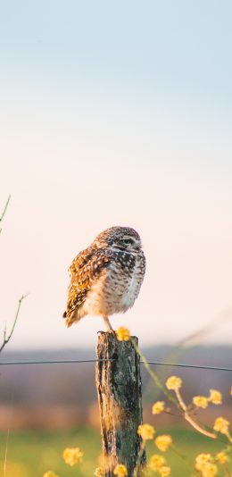 [2436x1125]猫头鹰 站立 鸟类 夜视 苹果手机壁纸图片
