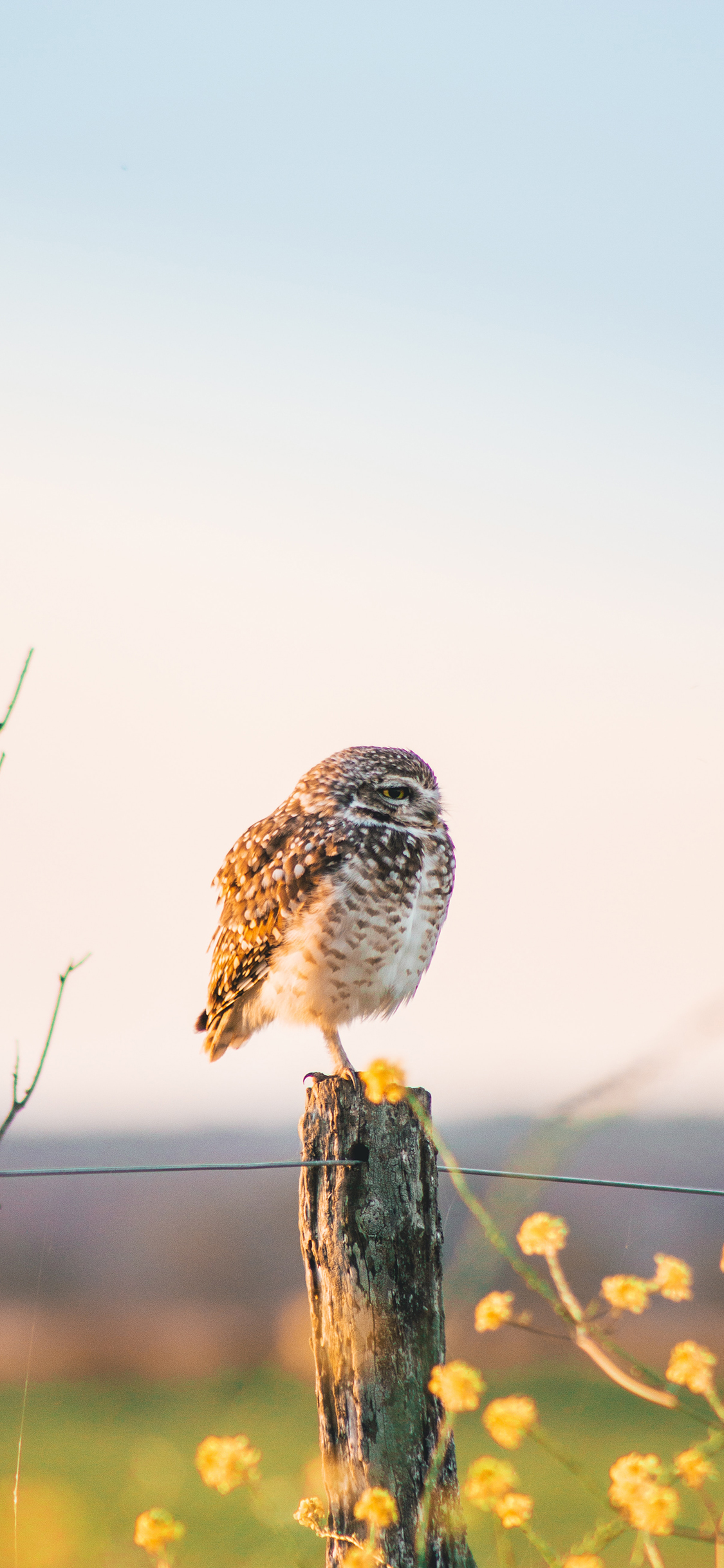 [2436×1125]猫头鹰 站立 鸟类 夜视 苹果手机壁纸图片
