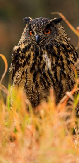 [2436x1125]猫头鹰 羽毛 夜视 草丛 苹果手机壁纸图片