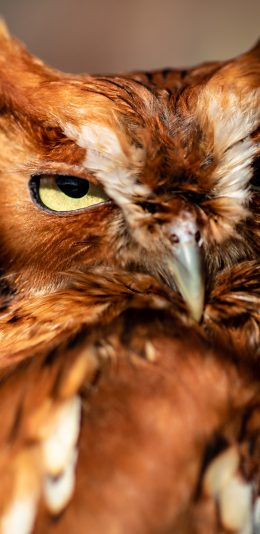 [2436x1125]猫头鹰 羽毛 夜视 鸟类 苹果手机壁纸图片