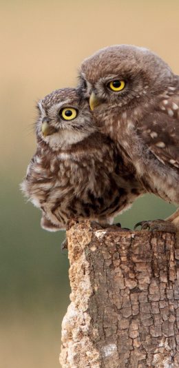 [2436x1125]猫头鹰 羽毛 木桩 幼鸟 苹果手机壁纸图片