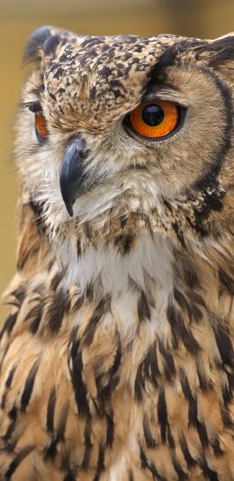 [2436x1125]猫头鹰 羽毛 炯炯有神 苹果手机壁纸图片