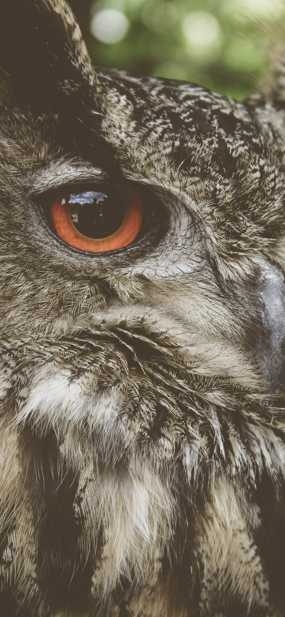 [2436×1125]猫头鹰 羽毛 瞳孔 夜视 苹果手机壁纸图片