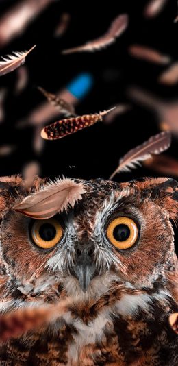 [2436x1125]猫头鹰 羽毛 飘落 眼睛 苹果手机壁纸图片