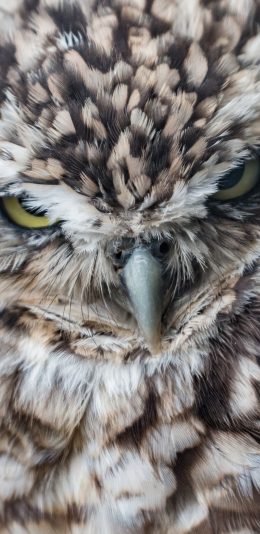 [2436x1125]猫头鹰 羽毛 鸟 眼神 苹果手机壁纸图片