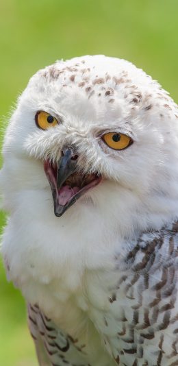 [2436x1125]猫头鹰 羽毛 鸟类 可爱 苹果手机壁纸图片