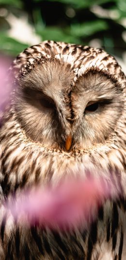 [2436x1125]猫头鹰 羽毛 鸟类 夜行 苹果手机壁纸图片