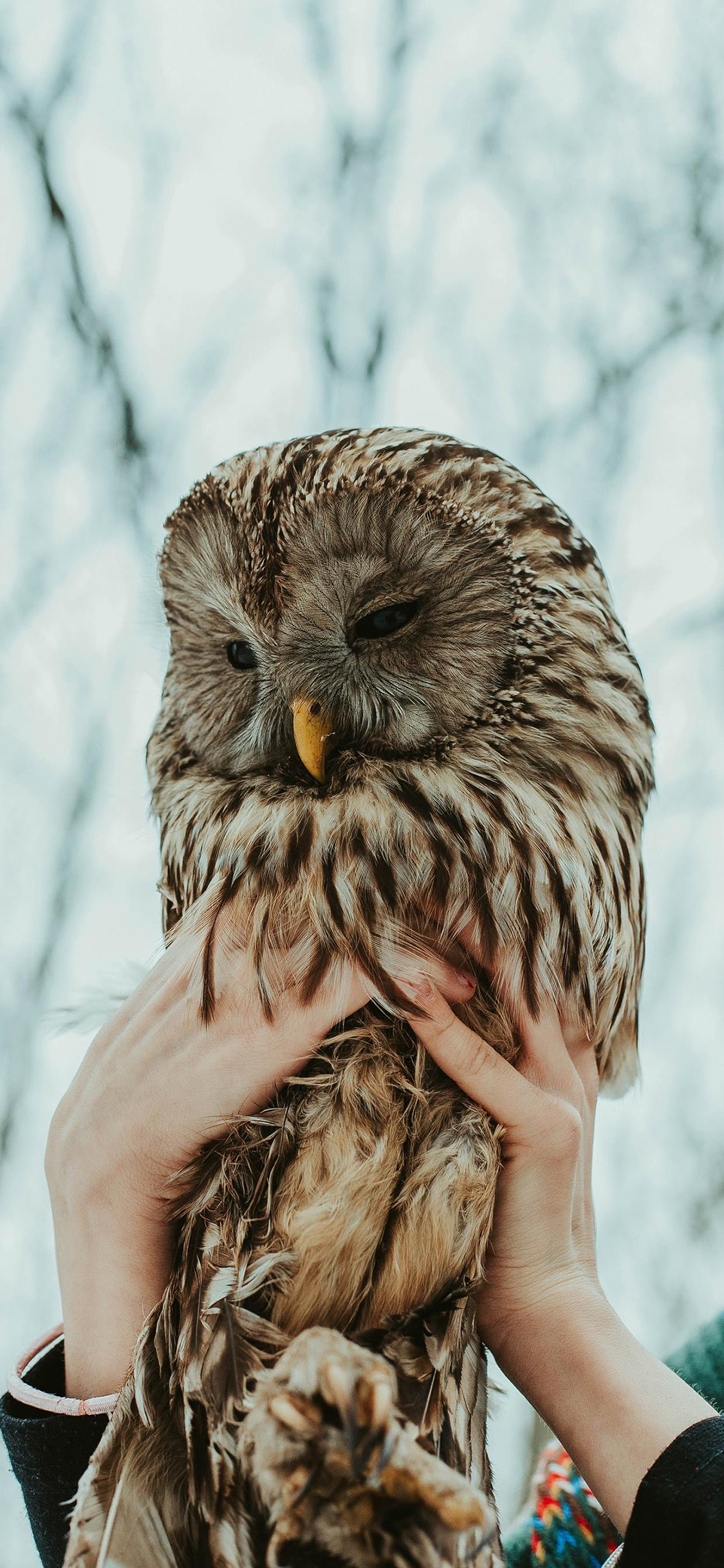 [2436×1125]猫头鹰 羽毛 鸟类 手 苹果手机壁纸图片