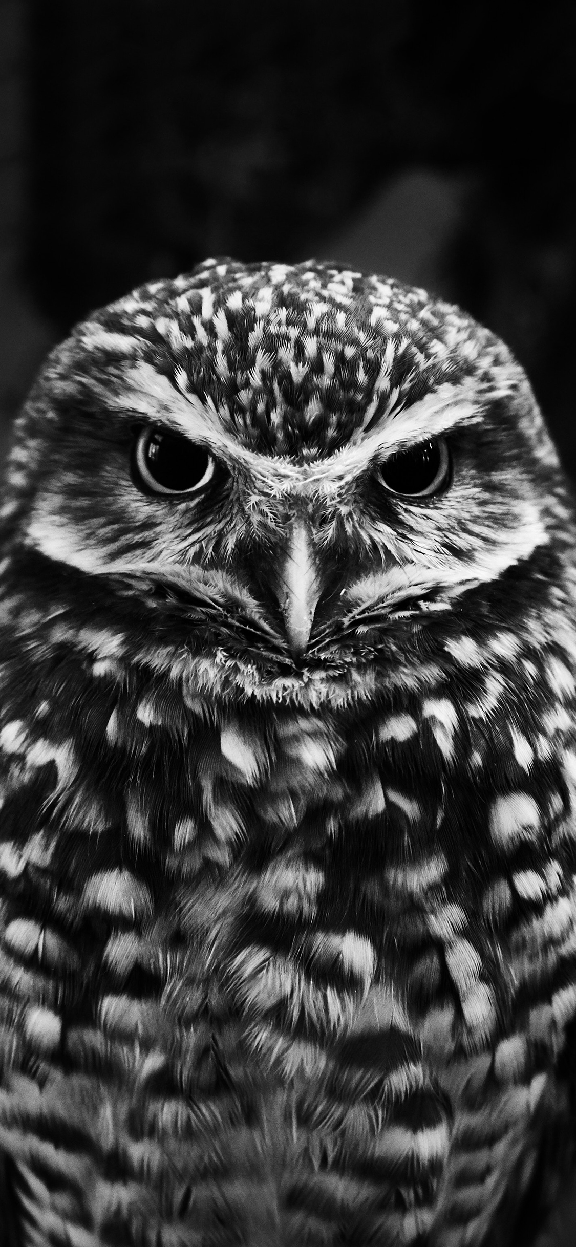 [2436×1125]猫头鹰 羽毛 黑白 眼神 苹果手机壁纸图片