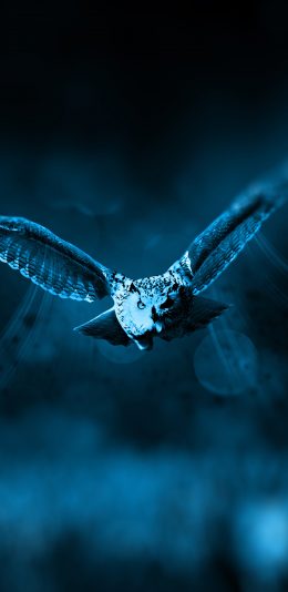 [2436x1125]猫头鹰 翅膀 展翅 飞翔 苹果手机壁纸图片