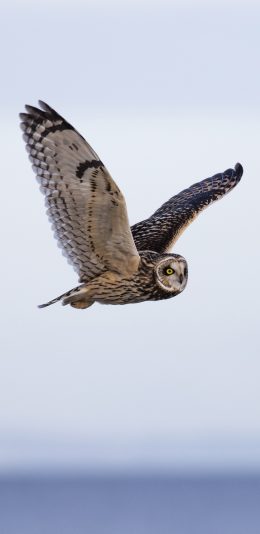 [2436x1125]猫头鹰 翅膀 飞行 鸟 苹果手机壁纸图片
