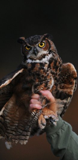 [2436x1125]猫头鹰 翅膀 鸟 羽毛 手 苹果手机壁纸图片