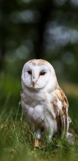 [2436x1125]猫头鹰 草丛 羽毛 鸟类 苹果手机壁纸图片