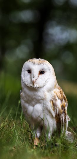 [2436x1125]猫头鹰 草地 也是 鸟类 苹果手机壁纸图片