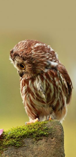 [2436x1125]猫头鹰 萌 飞行动物 羽毛 苹果手机壁纸图片