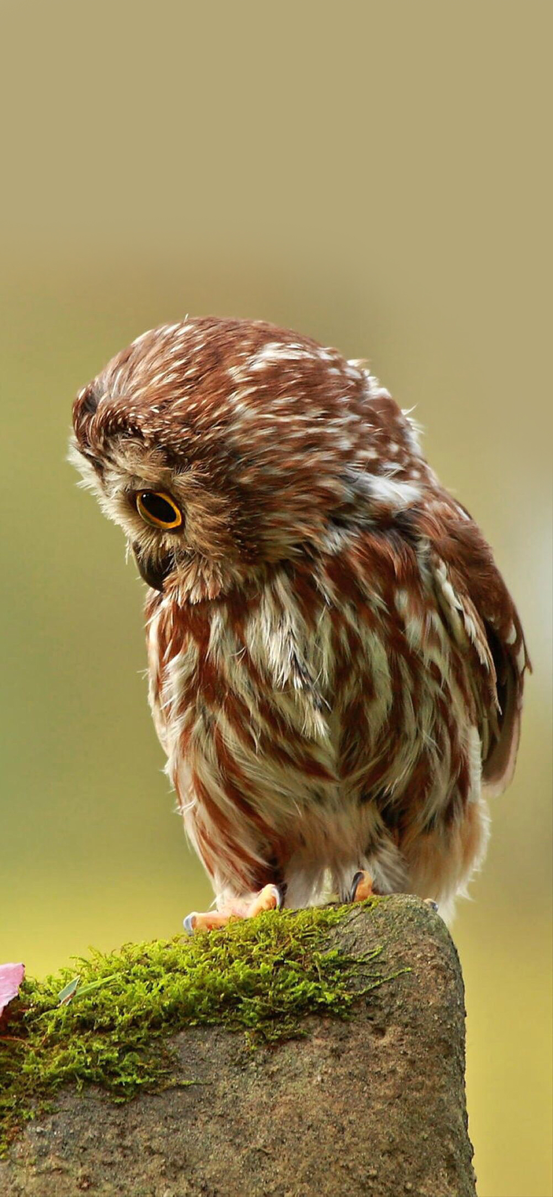[2436×1125]猫头鹰 萌 飞行动物 羽毛 苹果手机壁纸图片