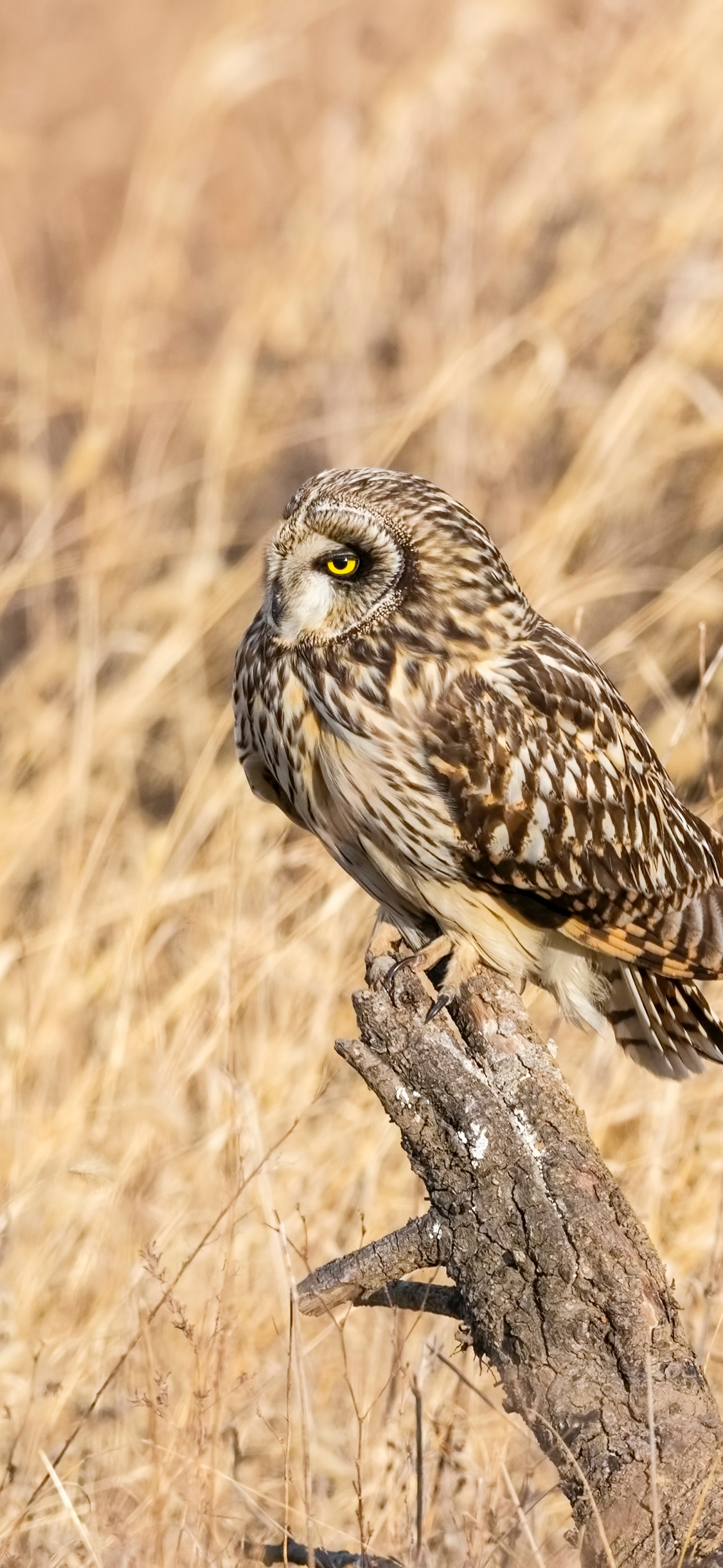 [2436×1125]猫头鹰 野外 羽毛 树枝 苹果手机壁纸图片