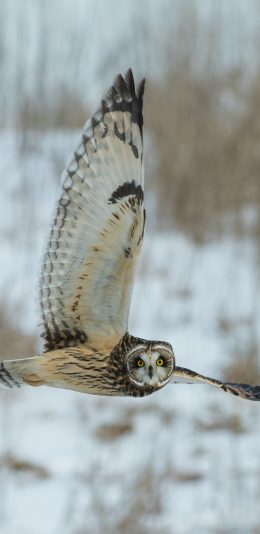 [2436x1125]猫头鹰 飞翔 翅膀  侧身 苹果手机壁纸图片