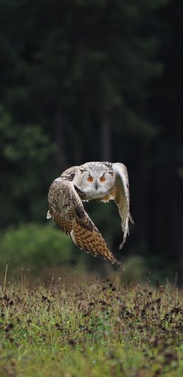 [2436x1125]猫头鹰 飞行 翅膀 野生 苹果手机壁纸图片