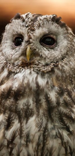 [2436x1125]猫头鹰 鸟 羽毛 苹果手机壁纸图片