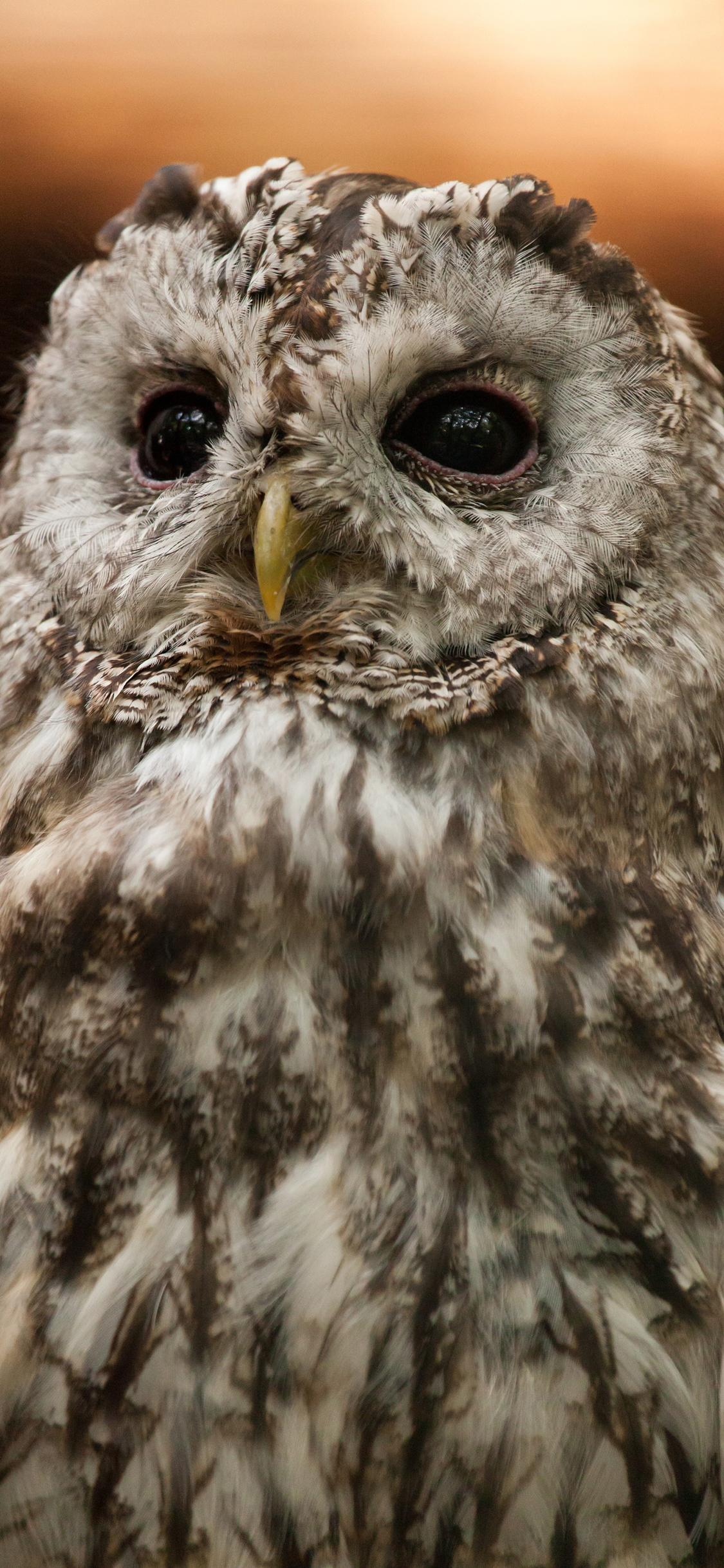 [2436×1125]猫头鹰 鸟 羽毛 苹果手机壁纸图片