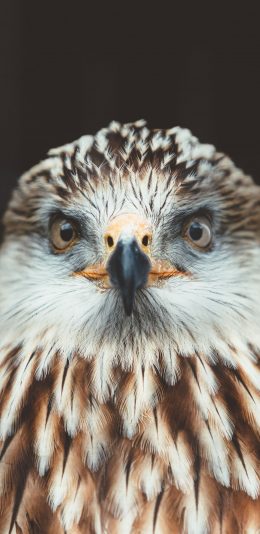 [2436x1125]猫头鹰 鸟科 犀利眼神 苹果手机壁纸图片