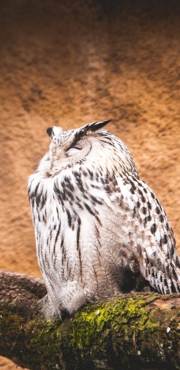 [2436x1125]猫头鹰 鸟类 夜视  树枝 羽毛 苹果手机壁纸图片