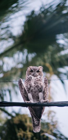 [2436x1125]猫头鹰 鸟类 夜视 线缆 苹果手机壁纸图片
