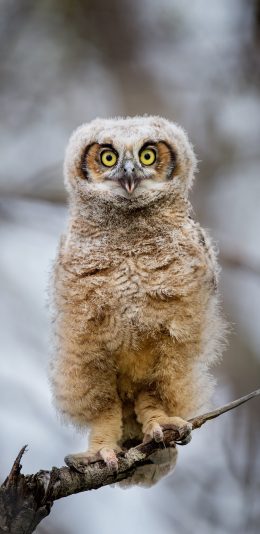[2436x1125]猫头鹰 鸟类 夜视 羽毛 蓬松 苹果手机壁纸图片
