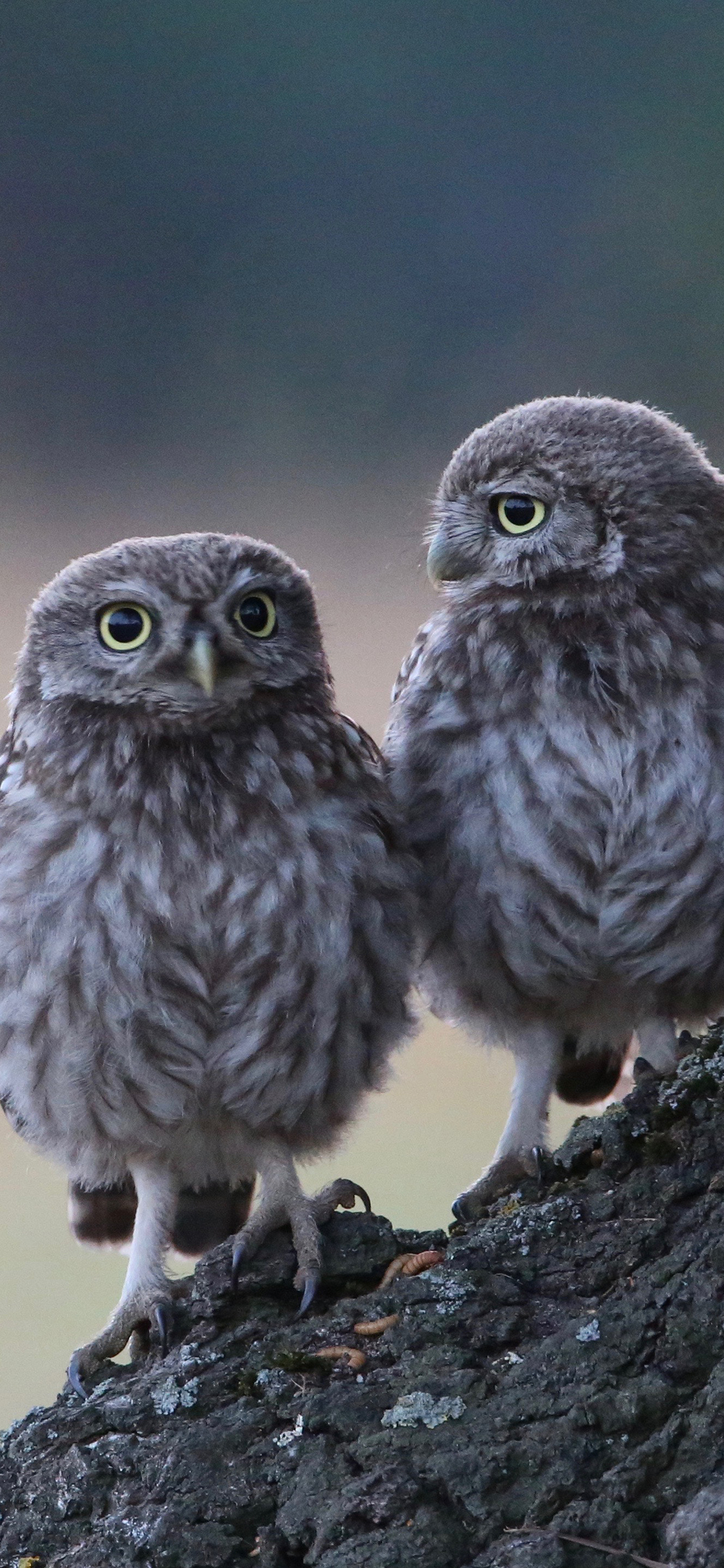 [2436×1125]猫头鹰 鸟类 树干 夜视 苹果手机壁纸图片