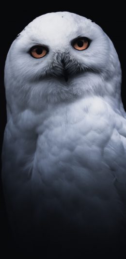 [2436x1125]猫头鹰 鸟类 白毛 夜视 苹果手机壁纸图片
