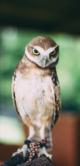 [2436x1125]猫头鹰 鸟类 站立 夜猫 苹果手机壁纸图片