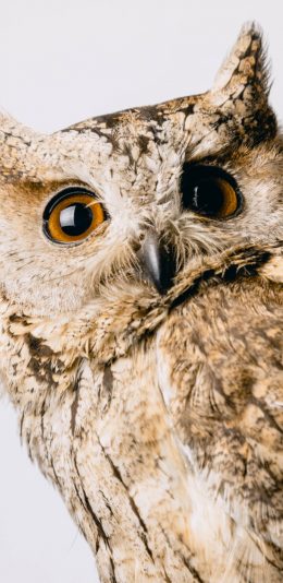 [2436x1125]猫头鹰 鸟类 羽毛 翅膀 苹果手机壁纸图片