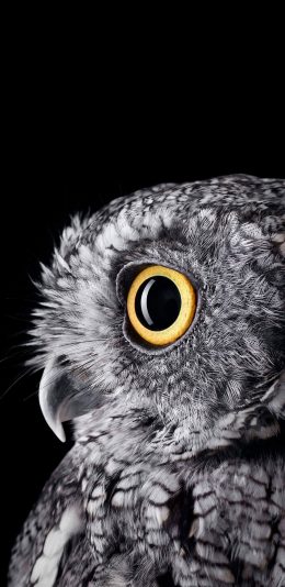 [2436x1125]猫头鹰 黑色 鸟 羽毛 苹果手机壁纸图片