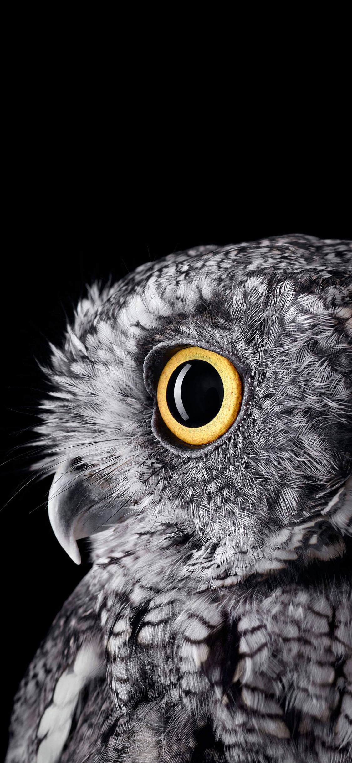 [2436×1125]猫头鹰 黑色 鸟 羽毛 苹果手机壁纸图片