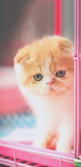 [2436x1125]猫星人 猫咪 小奶猫 橘色 苹果手机壁纸图片