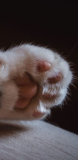 [2436x1125]猫爪 爪子 喵星人 可爱 宠物 苹果手机壁纸图片