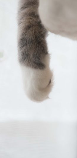 [2436x1125]猫爪 猫咪 可爱 萌 宠物 苹果手机壁纸图片